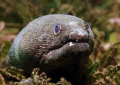   Snapper Eel  